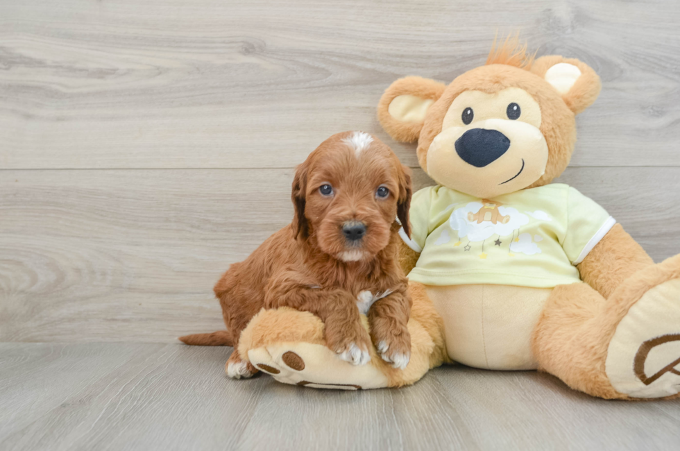 6 week old Mini Irish Doodle Puppy For Sale - Windy City Pups