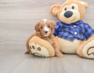 5 week old Mini Irish Doodle Puppy For Sale - Windy City Pups