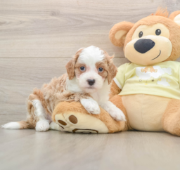 6 week old Mini Irish Doodle Puppy For Sale - Windy City Pups