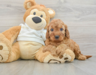 5 week old Mini Irish Doodle Puppy For Sale - Windy City Pups