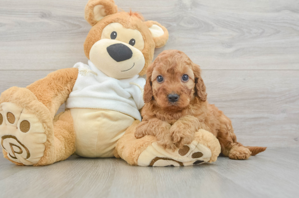 5 week old Mini Irish Doodle Puppy For Sale - Windy City Pups
