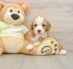 6 week old Mini Irish Doodle Puppy For Sale - Windy City Pups