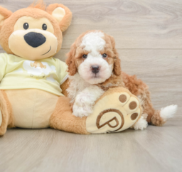 6 week old Mini Irish Doodle Puppy For Sale - Windy City Pups