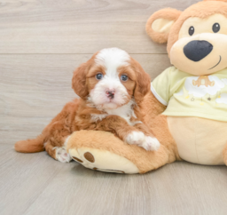 6 week old Mini Irish Doodle Puppy For Sale - Windy City Pups