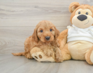 5 week old Mini Irish Doodle Puppy For Sale - Windy City Pups