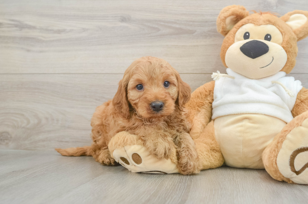 5 week old Mini Irish Doodle Puppy For Sale - Windy City Pups