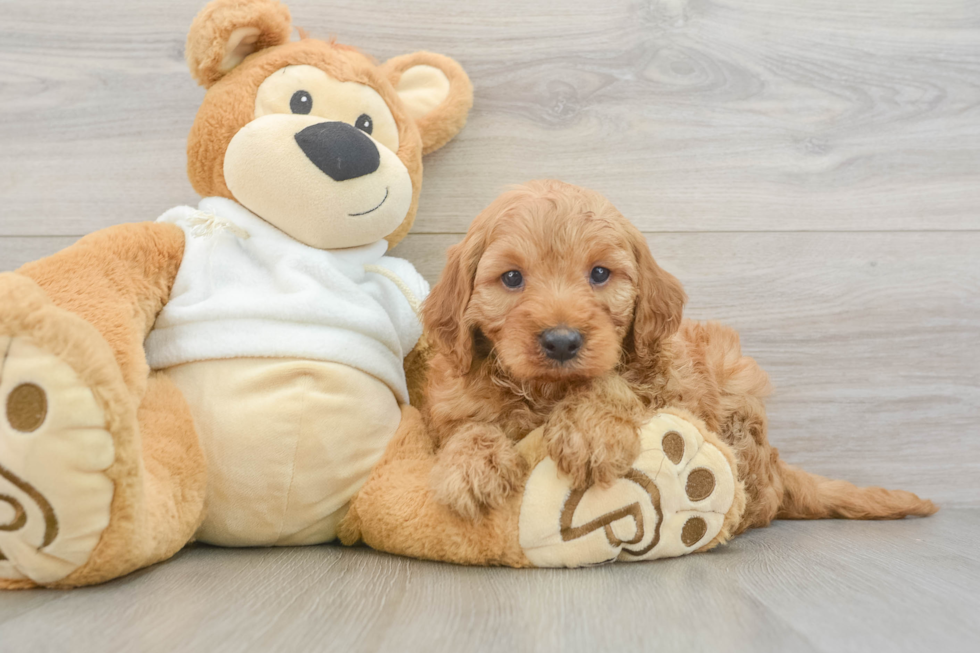 Playful Irish Setterpoo Poodle Mix Puppy