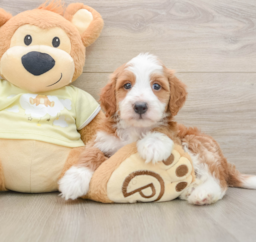6 week old Mini Irish Doodle Puppy For Sale - Windy City Pups