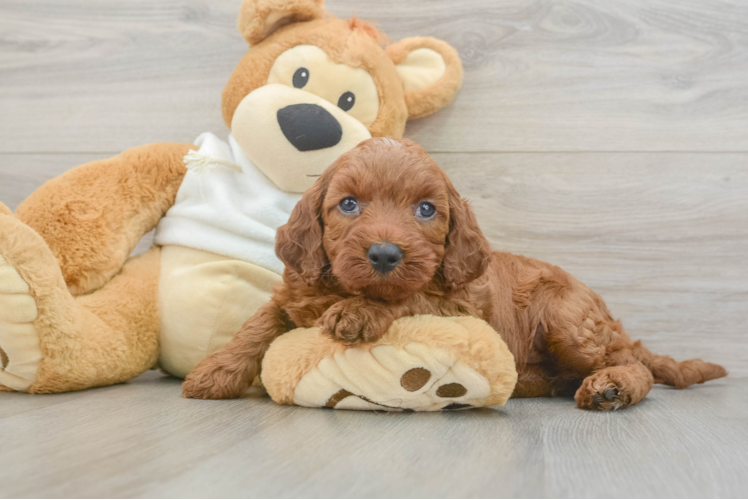Best Mini Irish Doodle Baby