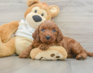 5 week old Mini Irish Doodle Puppy For Sale - Windy City Pups