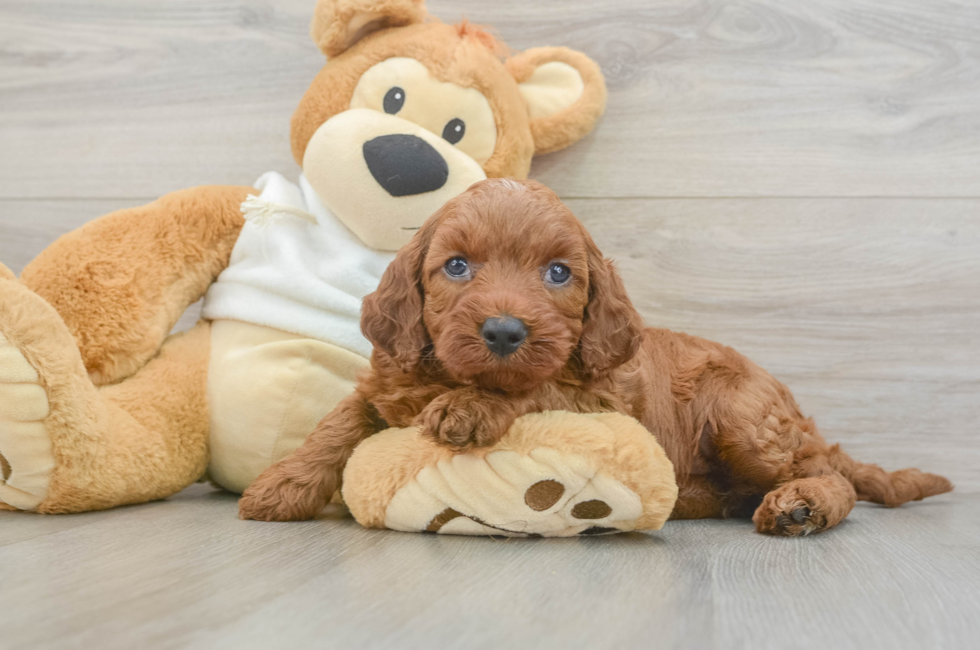 5 week old Mini Irish Doodle Puppy For Sale - Windy City Pups