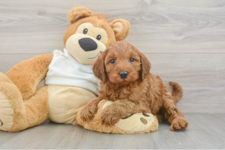 Mini Irish Doodle Puppy for Adoption