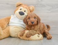 5 week old Mini Irish Doodle Puppy For Sale - Windy City Pups