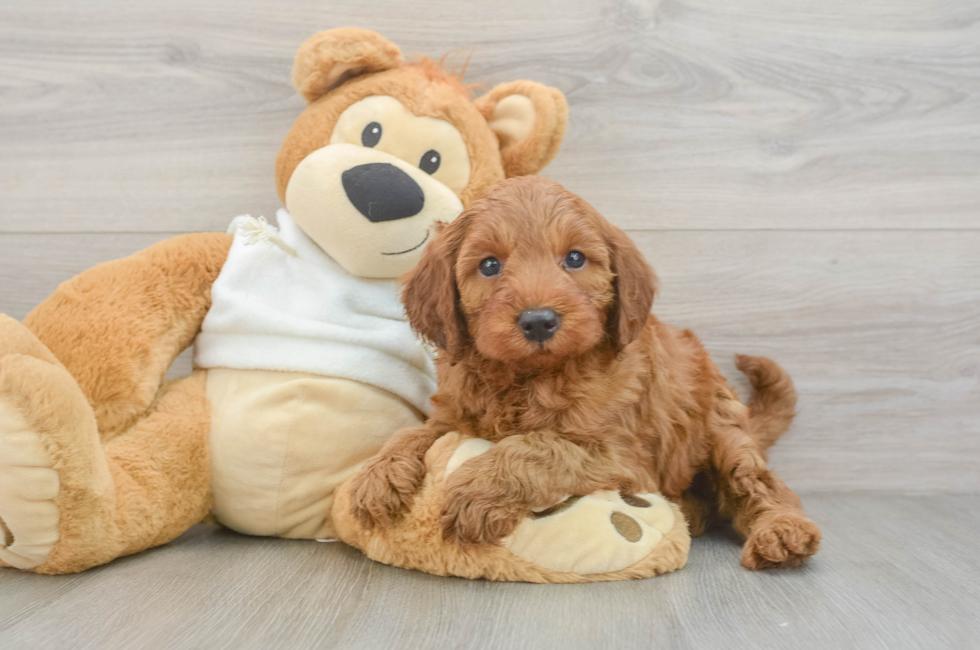 5 week old Mini Irish Doodle Puppy For Sale - Windy City Pups
