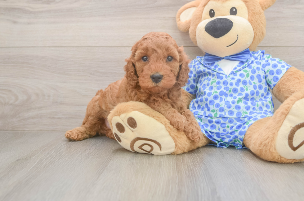 5 week old Mini Irish Doodle Puppy For Sale - Windy City Pups