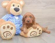 7 week old Mini Irish Doodle Puppy For Sale - Windy City Pups