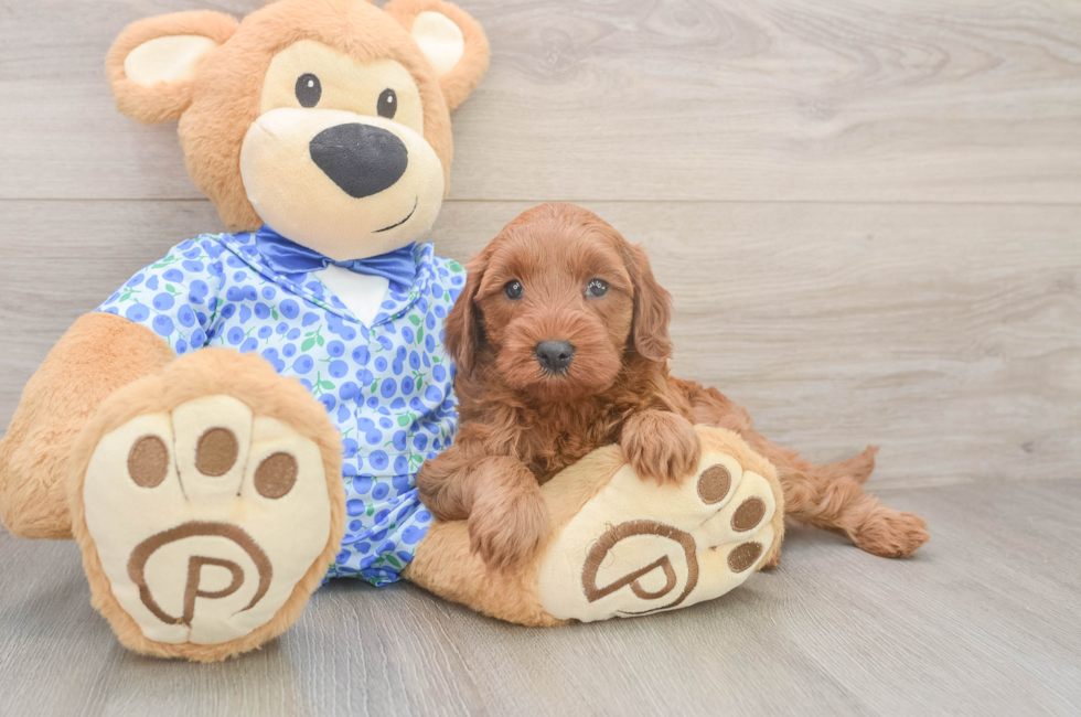 5 week old Mini Irish Doodle Puppy For Sale - Windy City Pups