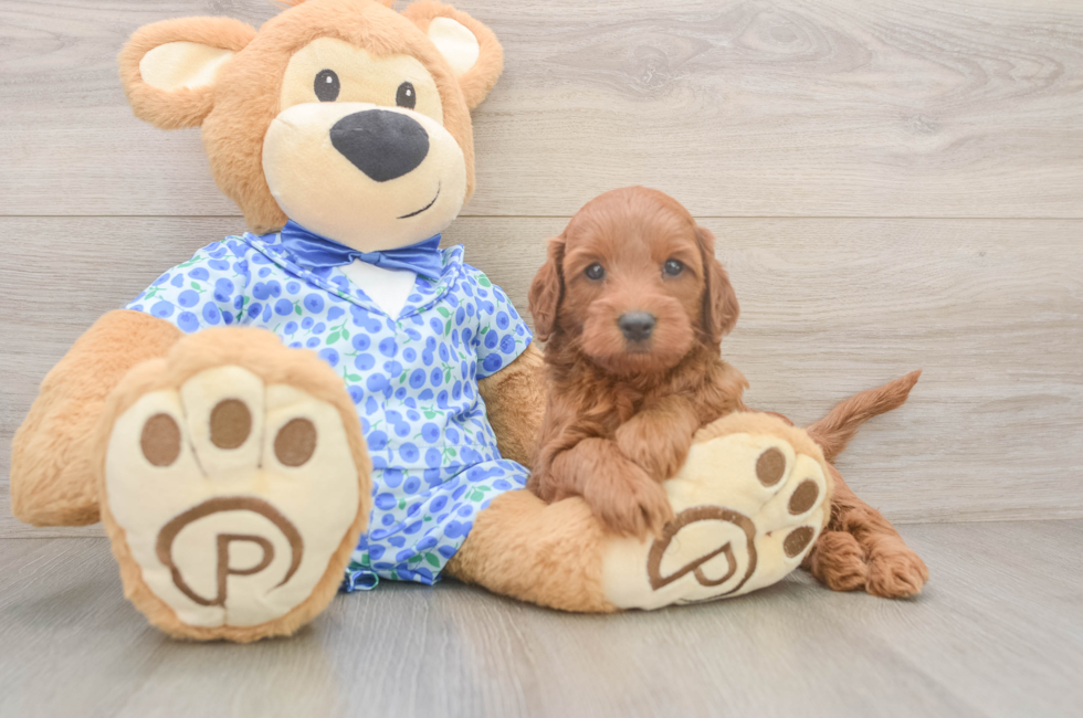 5 week old Mini Irish Doodle Puppy For Sale - Windy City Pups