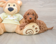 8 week old Mini Irish Doodle Puppy For Sale - Windy City Pups