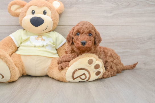 Friendly Mini Irish Doodle Baby