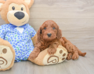 6 week old Mini Irish Doodle Puppy For Sale - Windy City Pups