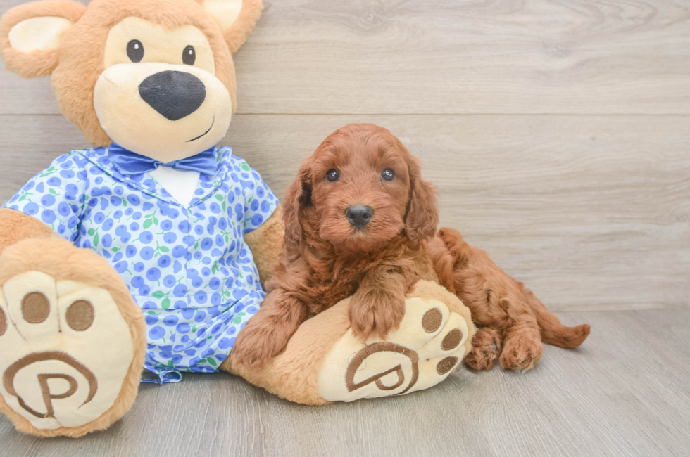5 week old Mini Irish Doodle Puppy For Sale - Windy City Pups