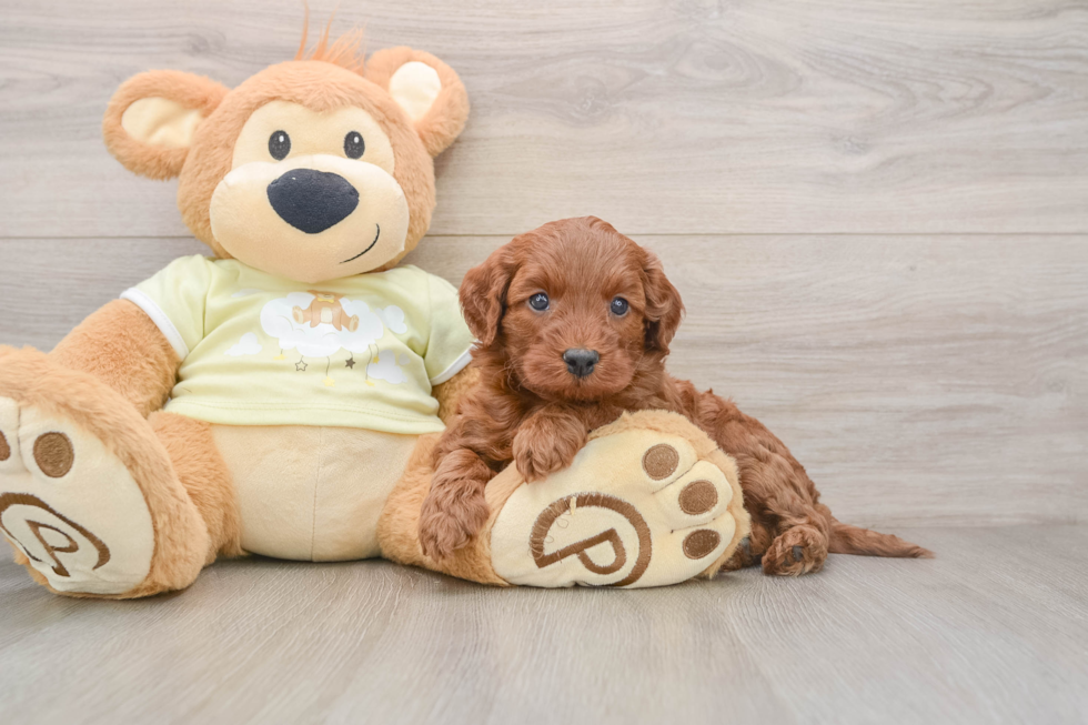 Mini Irish Doodle Pup Being Cute