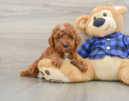 5 week old Mini Irish Doodle Puppy For Sale - Windy City Pups