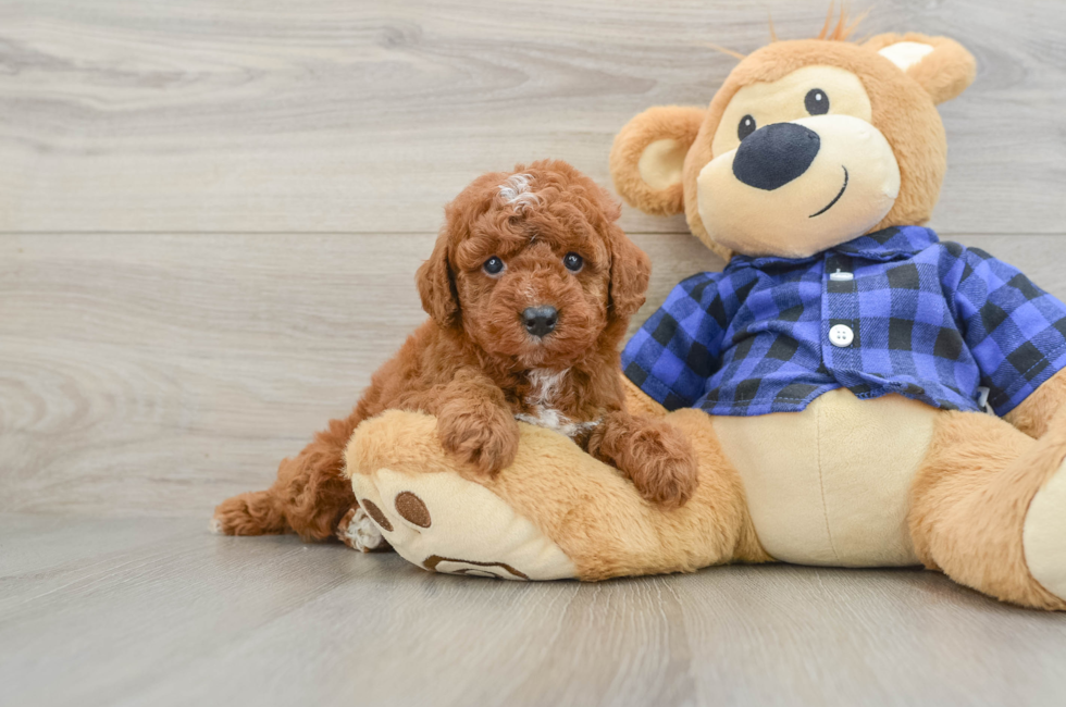 7 week old Mini Irish Doodle Puppy For Sale - Windy City Pups