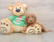 5 week old Mini Irish Doodle Puppy For Sale - Windy City Pups