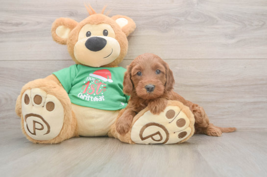 Mini Irish Doodle Puppy for Adoption