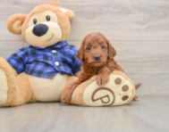 5 week old Mini Irish Doodle Puppy For Sale - Windy City Pups