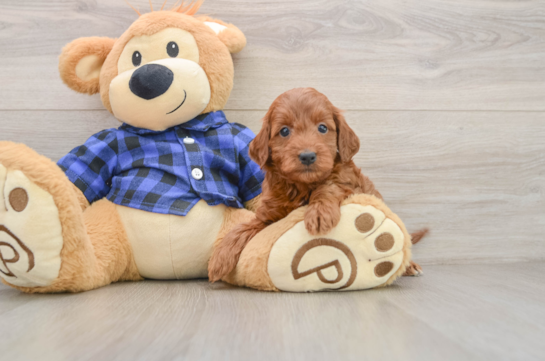 Hypoallergenic Irish Setterpoo Poodle Mix Puppy