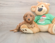 6 week old Mini Irish Doodle Puppy For Sale - Windy City Pups
