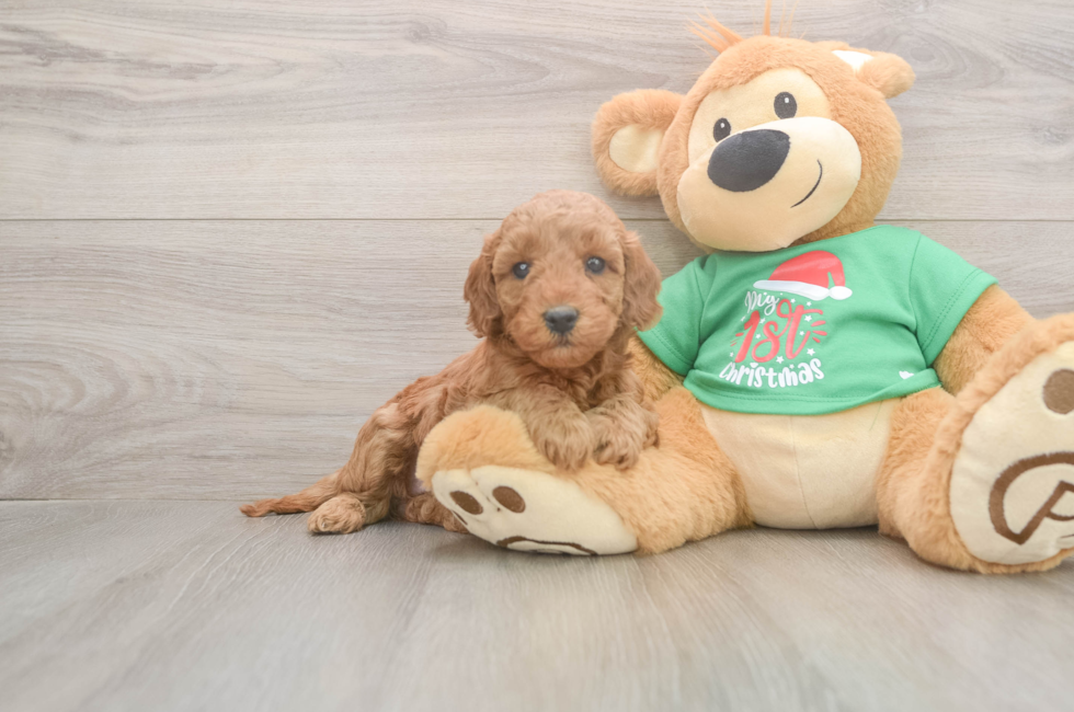 5 week old Mini Irish Doodle Puppy For Sale - Windy City Pups