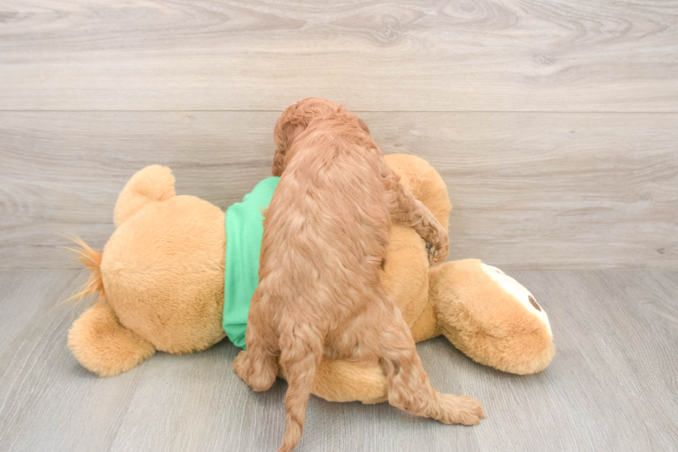 Mini Irish Doodle Puppy for Adoption