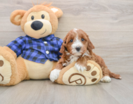 5 week old Mini Irish Doodle Puppy For Sale - Windy City Pups