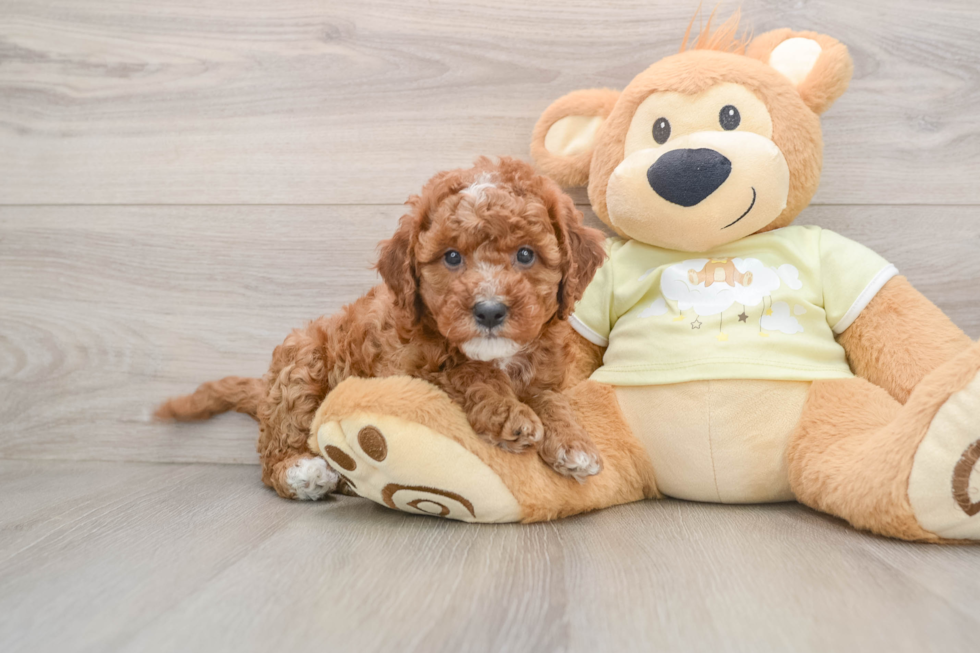 Petite Mini Irish Doodle Poodle Mix Pup