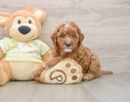 8 week old Mini Irish Doodle Puppy For Sale - Windy City Pups