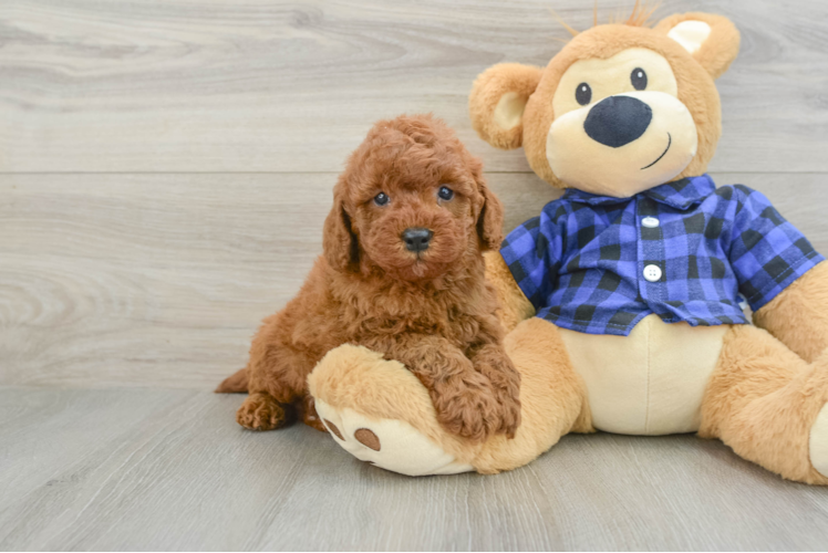 Mini Irish Doodle Puppy for Adoption