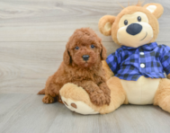 5 week old Mini Irish Doodle Puppy For Sale - Windy City Pups