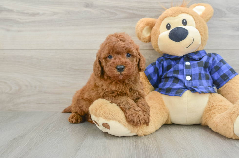 7 week old Mini Irish Doodle Puppy For Sale - Windy City Pups