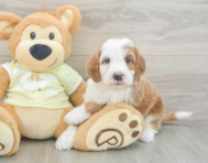 5 week old Mini Irish Doodle Puppy For Sale - Windy City Pups