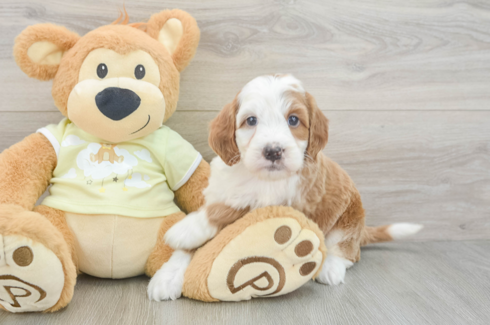 5 week old Mini Irish Doodle Puppy For Sale - Windy City Pups