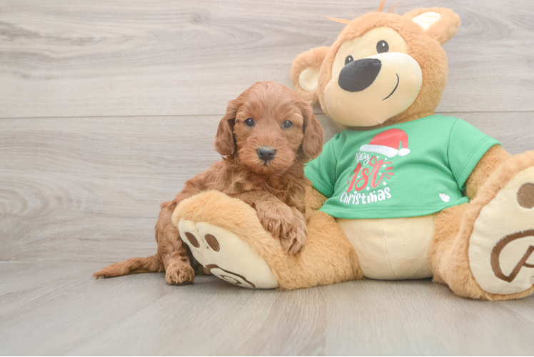 Friendly Mini Irish Doodle Baby