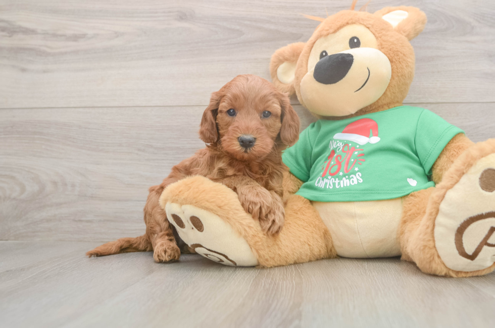 5 week old Mini Irish Doodle Puppy For Sale - Windy City Pups