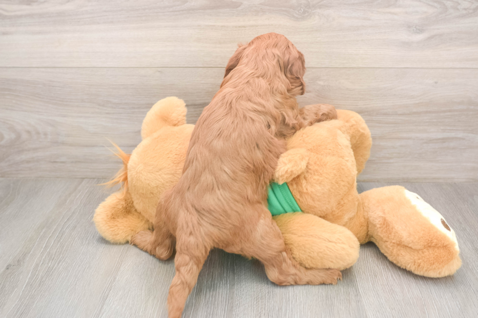 Cute Mini Irish Doodle Baby