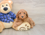 5 week old Mini Irish Doodle Puppy For Sale - Windy City Pups