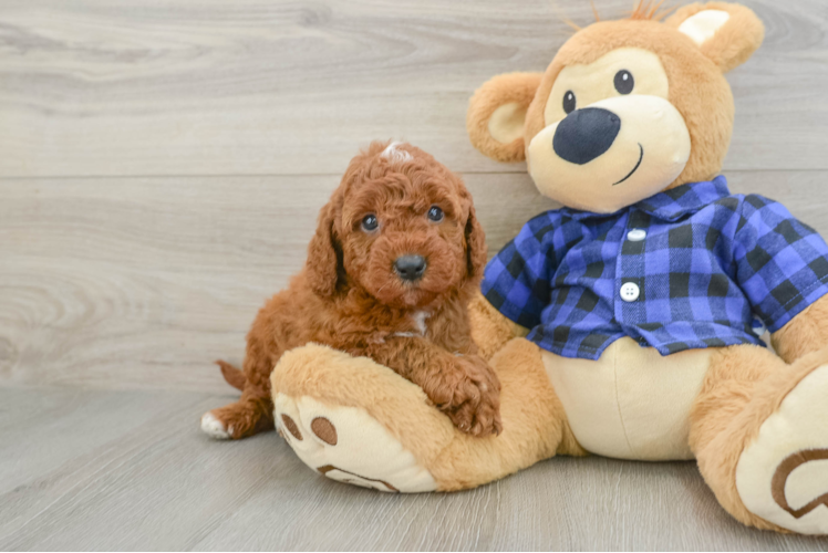 Mini Irish Doodle Puppy for Adoption