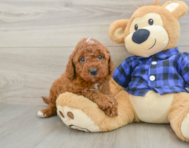 5 week old Mini Irish Doodle Puppy For Sale - Windy City Pups